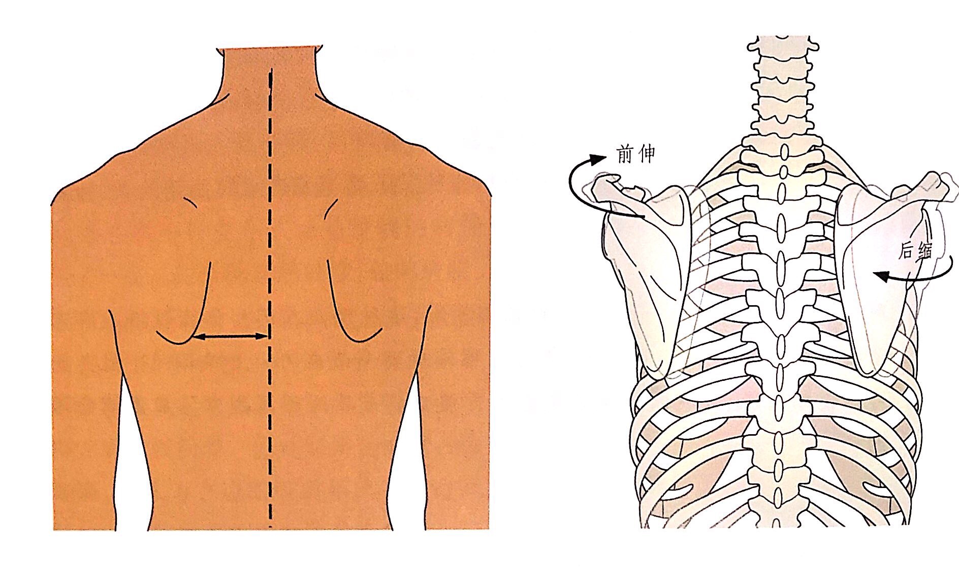 运动解剖系列——肩关节 - 知乎