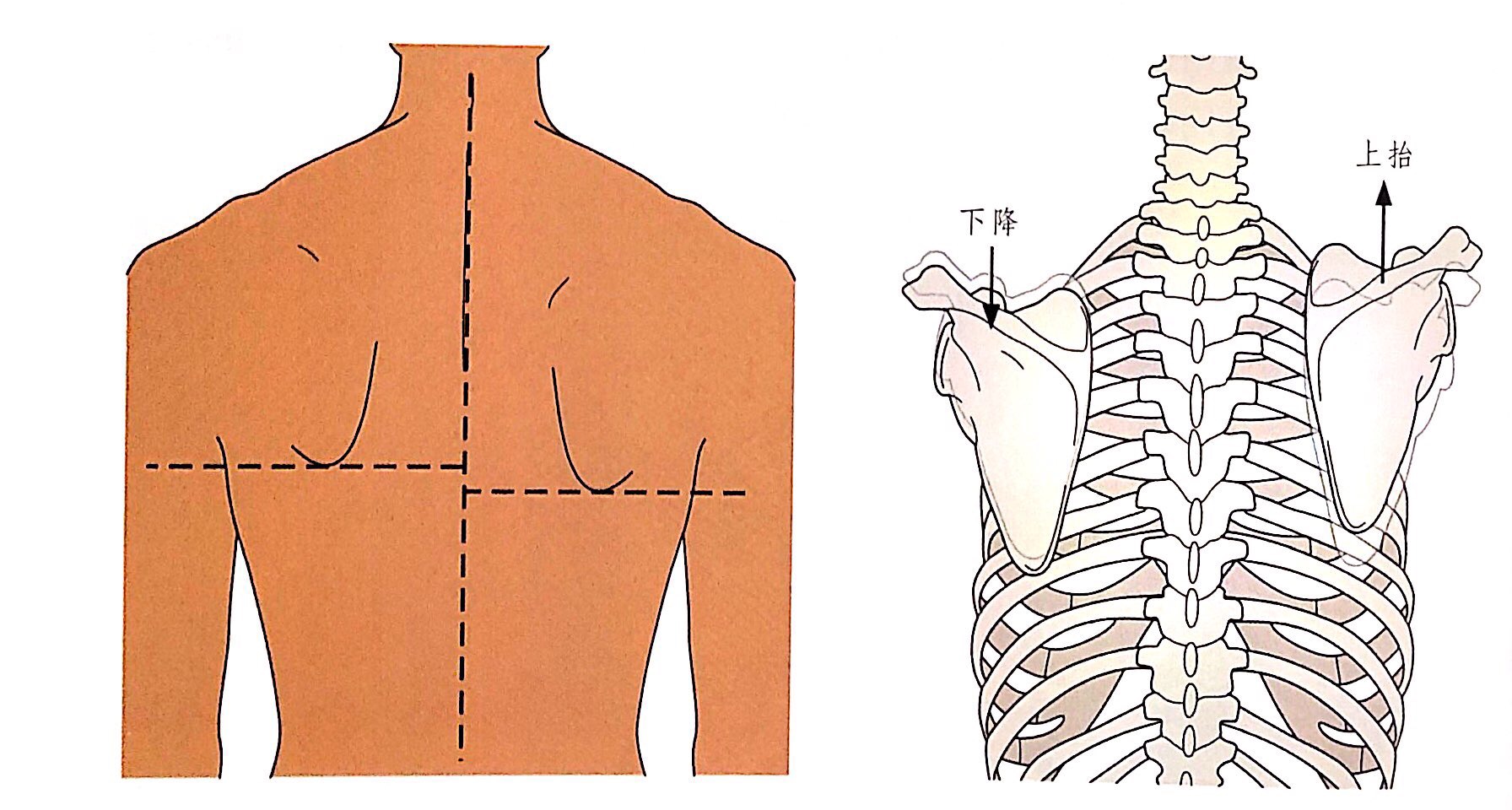 肩关节周围的骨骼肌肉 - 知乎